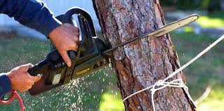 Best Fruit Tree Pruning  in New Cordell, OK